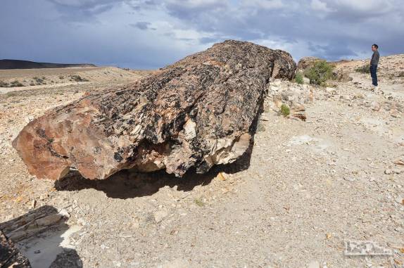 Examinando de perto antigas árvores de 150 milhões de anos transformadas em pedra no Monumento Natural Bosques Petrificados, região de Caleta Olivia, no sul da Argentina